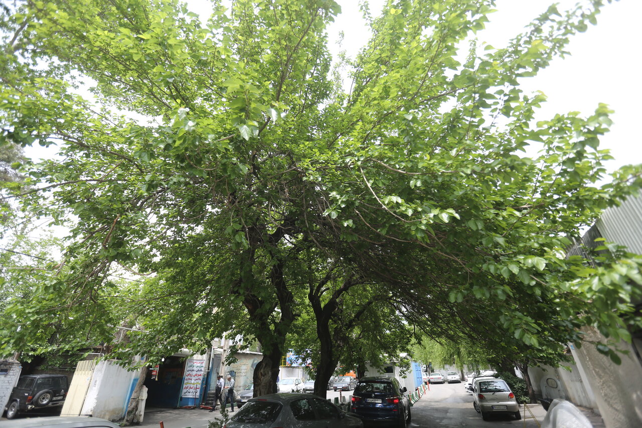 طایفه‌ای از ایل بختیاری درسرزمین درخت‌های ون