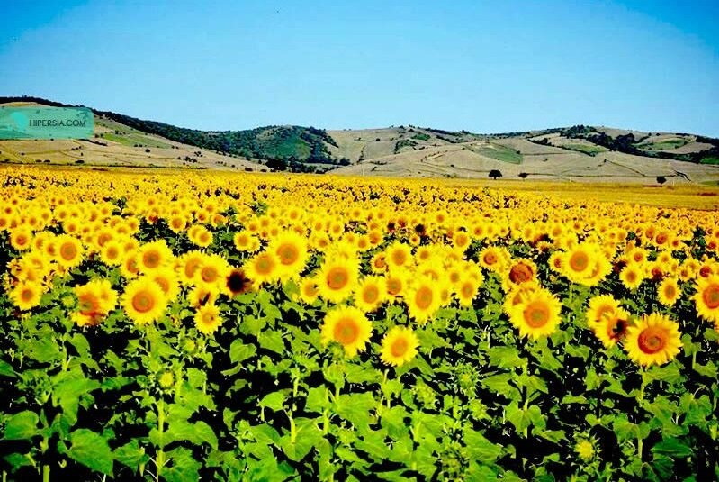 دشت های پر گل ایران + تصاویر