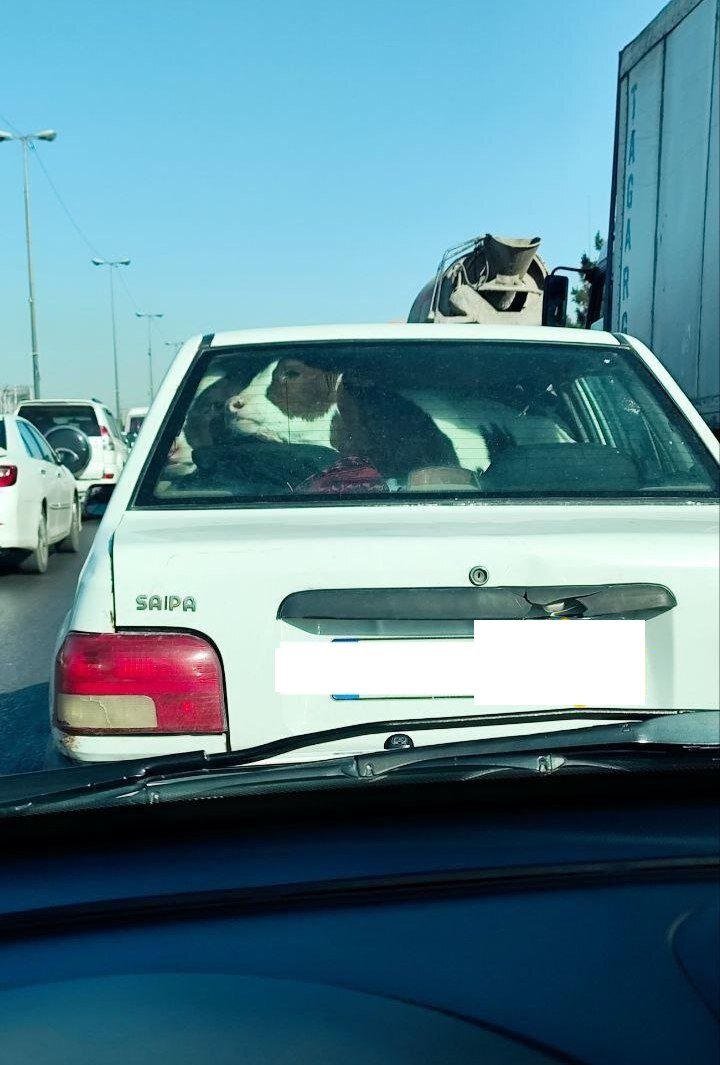 حمل عجیب یک گاو با پراید + عکس