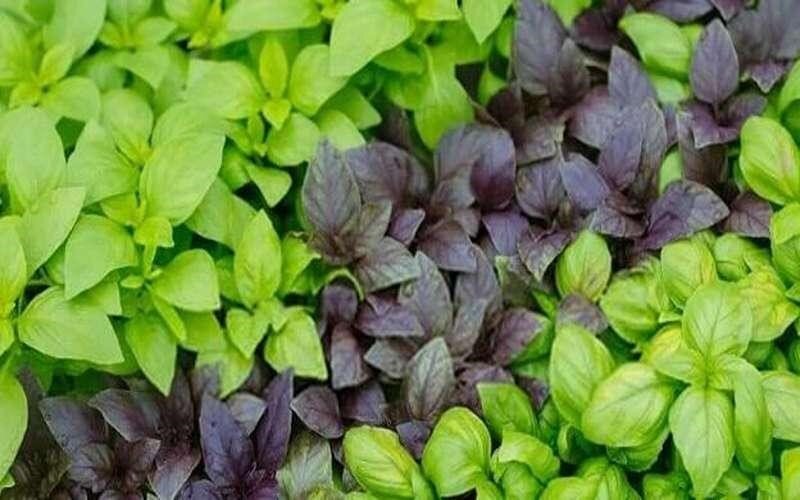 چه سبزی‌هایی را در تابستان بکاریم؟ راهنمای کاشت سبزیجات در تابستان