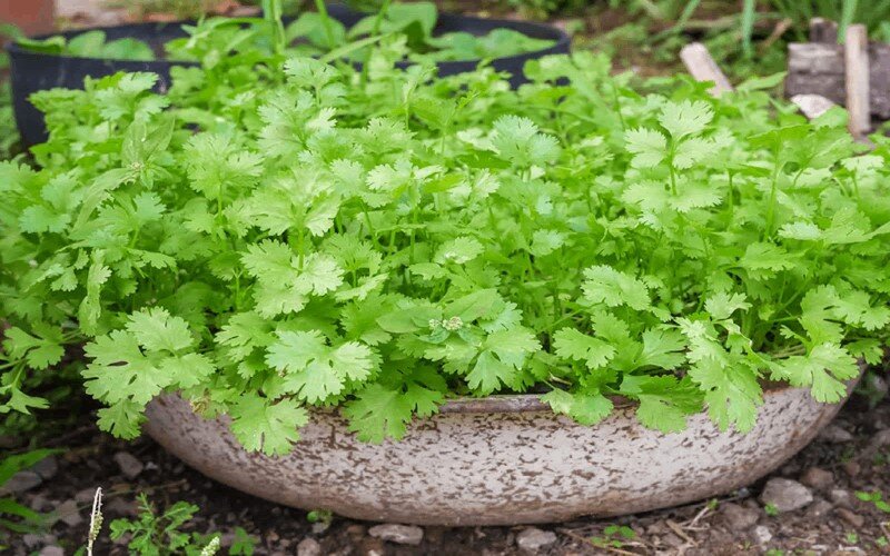 چه سبزی‌هایی را در تابستان بکاریم؟ راهنمای کاشت سبزیجات در تابستان