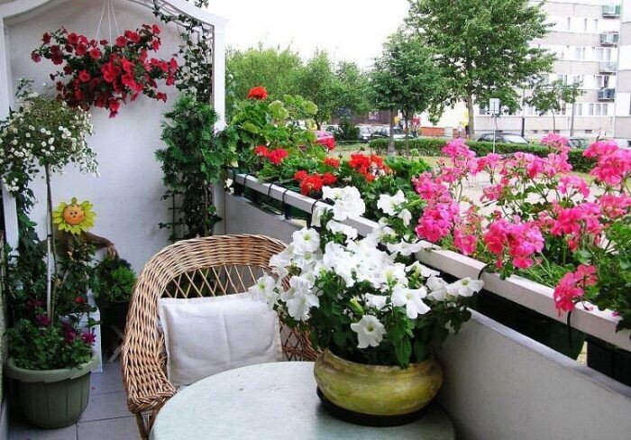 معرفی بهترین گیاهان آپارتمانی مناسب برای نگهداری در بالکن